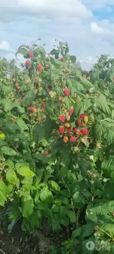 Малиновая ферма 770189 фото 3