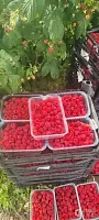 Малиновая ферма